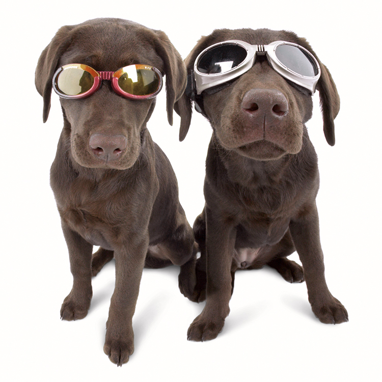 Solbriller til hunde, Doggles - | SmartaSaker
