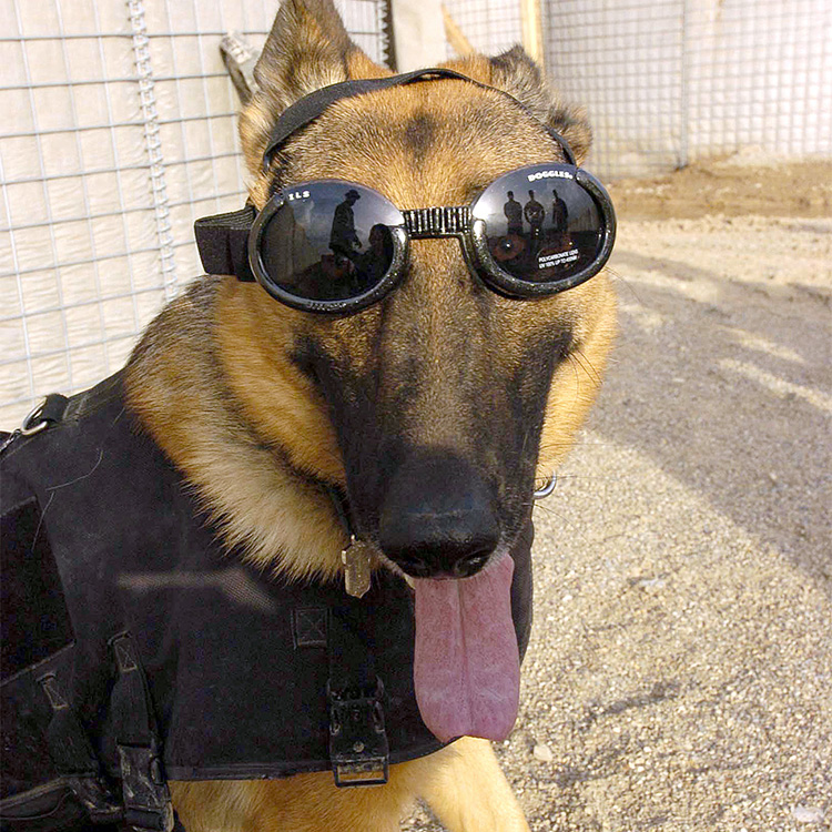 Solbriller til hunde, Doggles