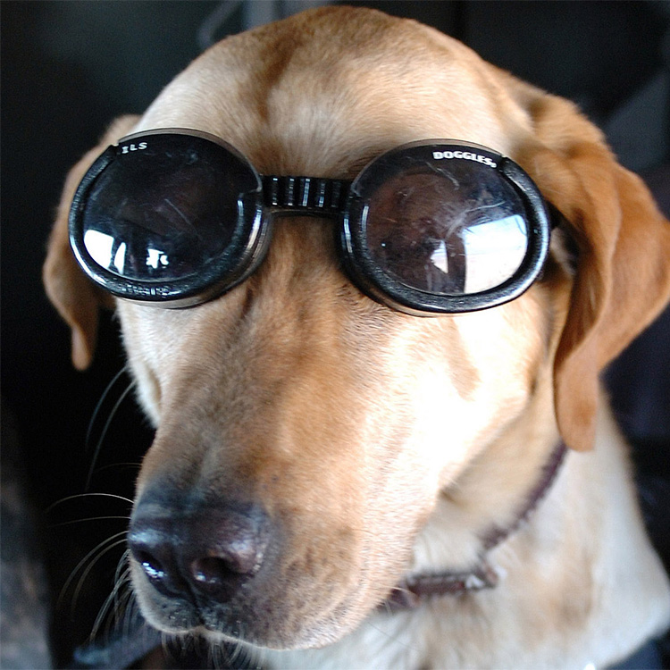 Solbriller til hunde, Doggles