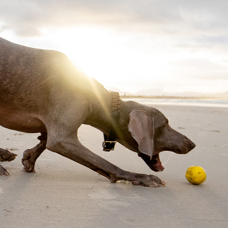 Flydende bold til hunden