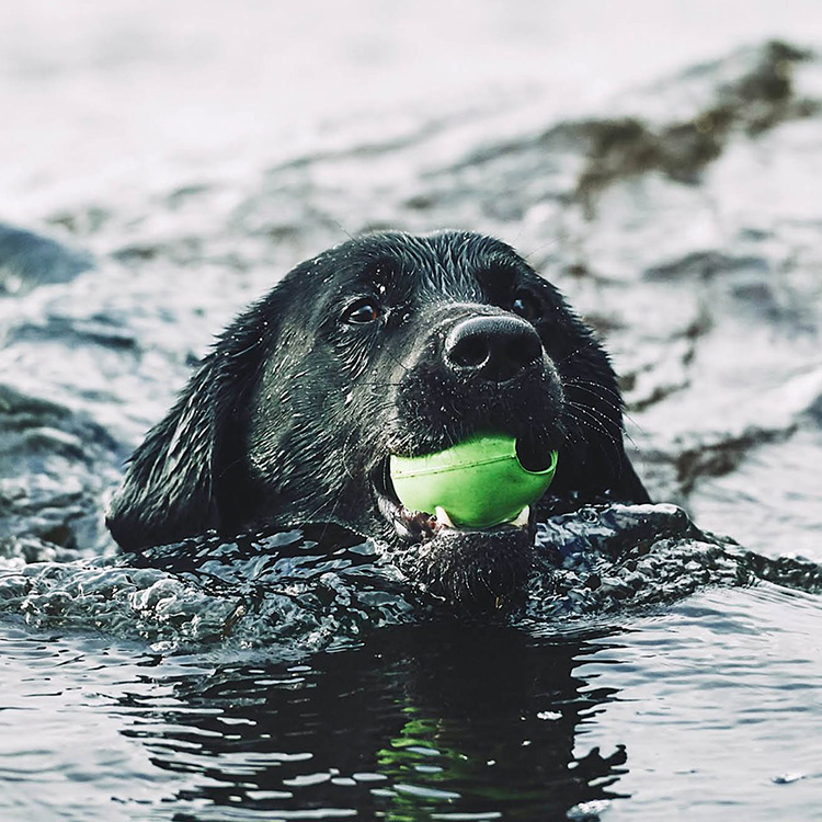 Aktivitetsbold til hunden